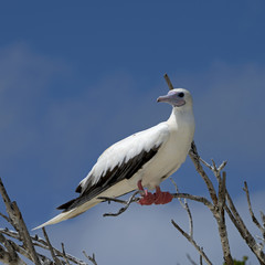Red-Footed Booby Taking a Pose in Aldabra