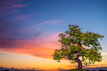Fototapeta na wymiar Colorful bonsai