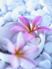 pink flower and pebbles on white stone with blue lighting