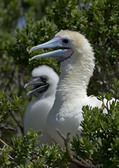 Red-Footed Booby Nesting in Cosmoledo, Seychelles Outer Islands