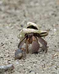 Two Hermit Crabs on a beach in Aldabra