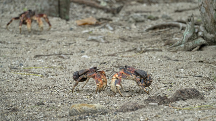 Two Giant Coconut Crabs Facing Off in Aldabra