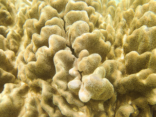 Lobophytum is genus of soft corals commonly known as devil's leather hand corals. These species...