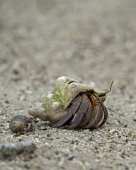 Two Hermit Crabs on a beach in Aldabra