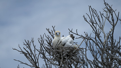 Red-footed Boobies Nesting in Cosmoledo, Seychelles Outer Islands