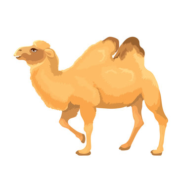 Vector Illustration Camel Isolated