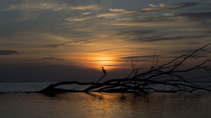 Heron against setting sun in Bijoutier, Seychelles Outer Islands