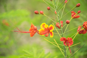 orange Horse Cassia flower in garden