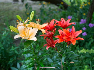 Yellow and red flowers