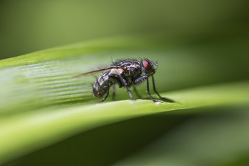 Fliege