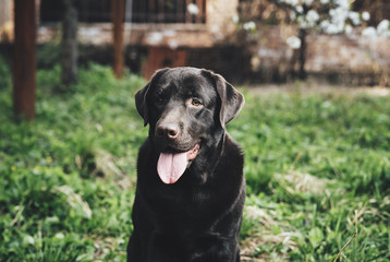 Labrador, Labrador dog sticking out his tongue
