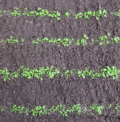 Lines of young sprouts of a spicy grass of Parsley.