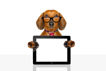 dachshund sausage dog on business trip