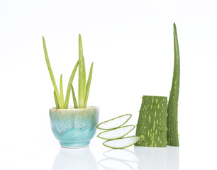 Aloe Vera plant in ceramic blue cup and fresh slice on white background