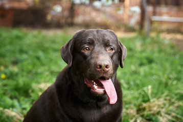 A black dog, a labrador stuck out his tongue