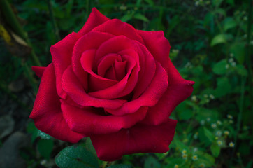 Red rose is with drops of dew