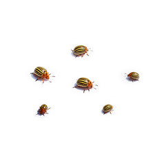 colorado potato beetles on white background