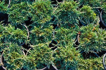 Obraz premium Thuja seedling