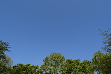 新緑と青空