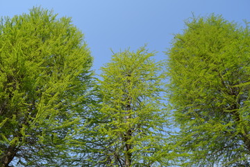 新緑と青空