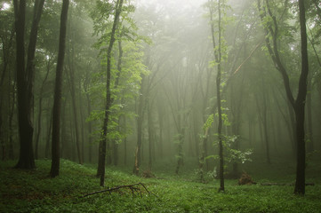 Fototapeta na wymiar green natural woods landscape background on rainy summer day