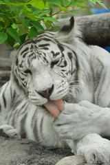 Fototapeta na wymiar White tiger or bleached tiger is pigmentation variant of Bengal tiger 