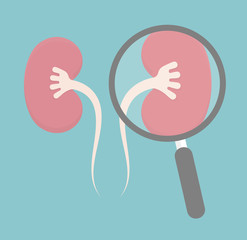 Kidney inspection concept