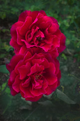 Dark Red roses are blossing in garden
