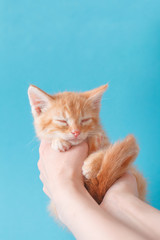 Cute little ginger kitten is sleeping in hands on blue background