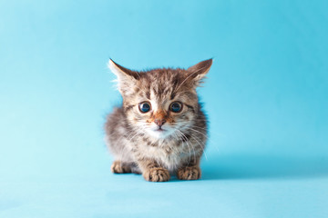 The striped kitten sits on a blue background