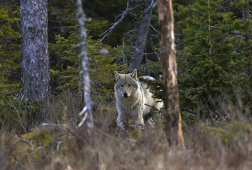 20140514 Tidigt på morgonen strax före kl 05 smyger en varg fram ut på myren i Hälsingland..Foto: Jan Fleischmann © krinkog