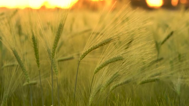Slow shutter speed, locked off 4K clip of wheat or barley field blowing in the wind at sunset or sunrise