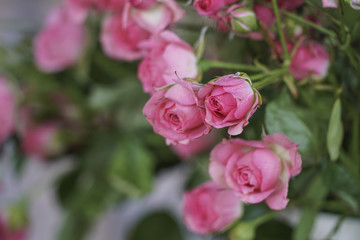 Pink roses as a background