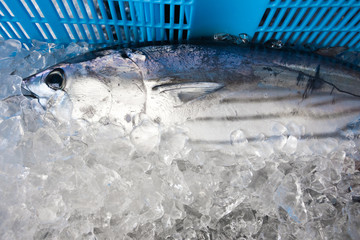 水揚げされた魚