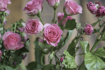 Pink roses as a background