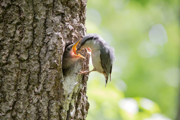 Bird Nuthatch feeds young hungry nestling from beak to beak. Wild nature scene of spring forest life