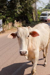 Cow is a sacred animal, human friend