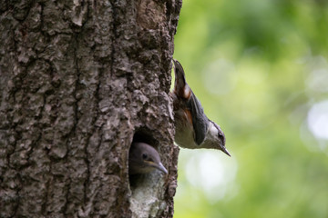 Adult bird Nuthatch sits near the young nestling on vertical tree trunk. Forest passerine bird Sitta europaea at spring