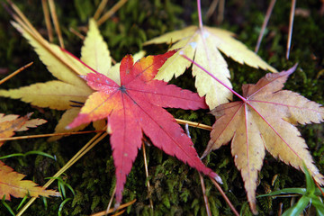 苔の上のもみじ