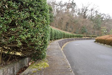 Obraz premium 手入れされた樹木