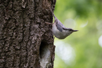 Bird on green background. Nuthatch sits on tree bark near the nest and look around. Sitta europaea at spring near the nest