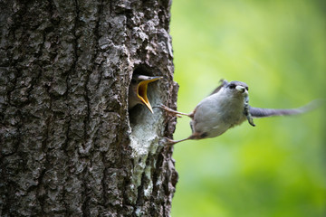 Bird Nuthatch removes litter of nestlings, cleans nest. Happy parents in bird family doing their job