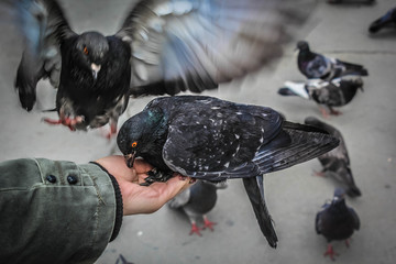 turtle, animal, bird, reptile, pigeons