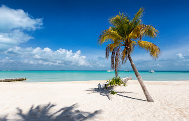 Karibischer Traumstrand mit Palme, türkisem Wasser und blauem Himmel