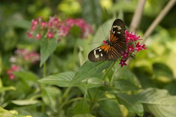 Beautiful buterfly, insect on green nature floral background, photographed at Schmetterlinghaus, Buterfly museum in Austria
