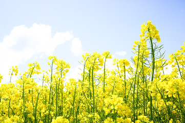 Obraz premium Field of colza, yellow flowers on sunny day