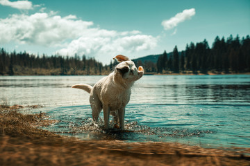 Junger labrador retriever hund welpe badet in einem see und schüttelt das wasser ab