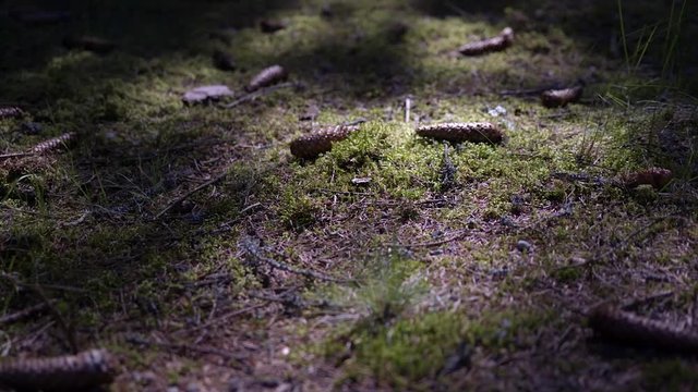 Forest cover. Thicket. Rays of light through trees. Nida. Lithuania