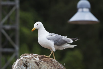 Gaviota 