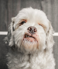 Portrait of a white Lhasa apso dog on a wooden background. White fur and with the tooth out.